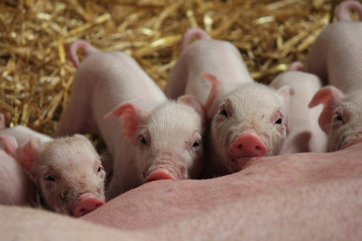 Vital and healthy piglets - Agromed